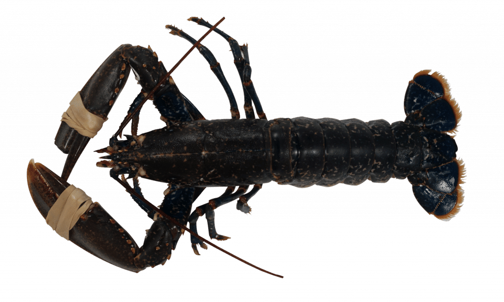 European Lobster (1024x614), Png Download