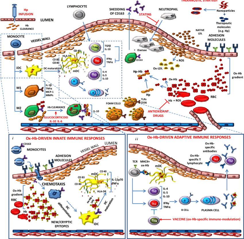 Schematic Representation Of Endothelial Dysfunction - Atherosclerosis (850x832), Png Download