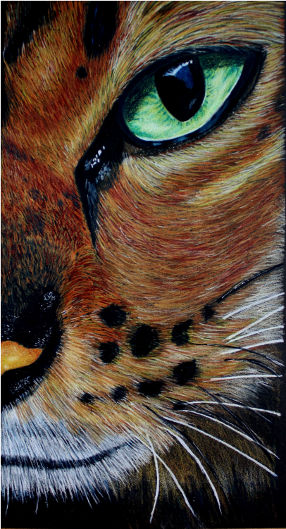 Eye Of The Bengal Colored Pencil Tutorial - Tabby Cat (750x750), Png Download