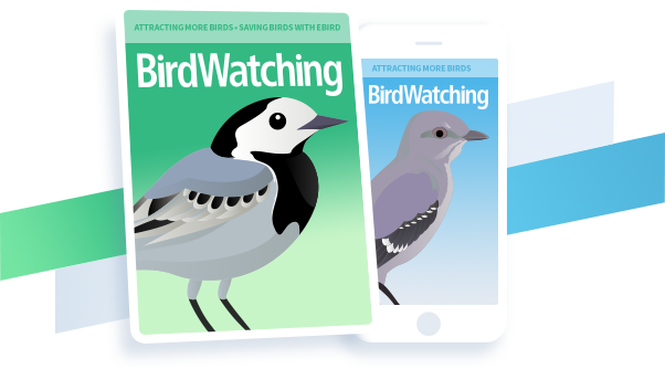 Subscribe Now - Old World Flycatcher (602x334), Png Download