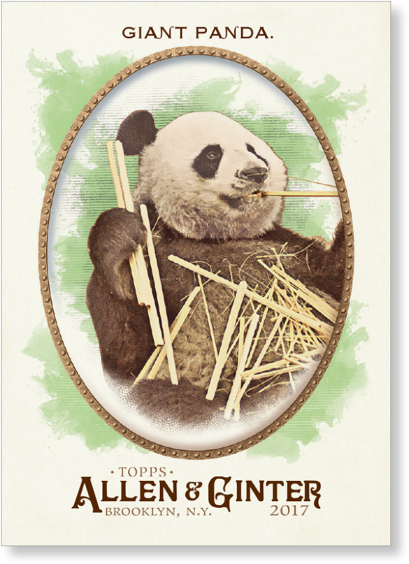 Giant Panda - 2017 Topps Allen & Ginter Aaron Judge New York (1440x975), Png Download