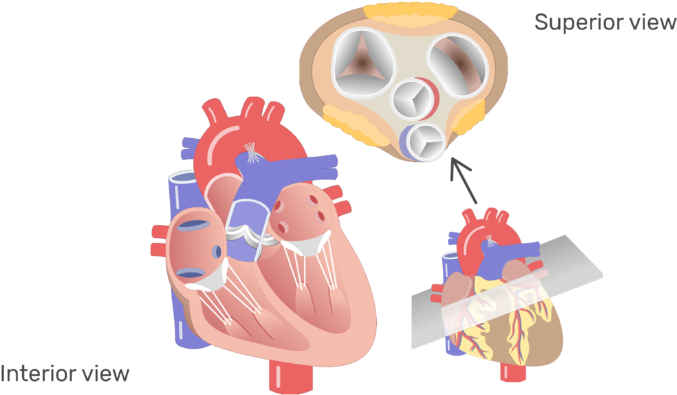 Fgf 23 (770x406), Png Download