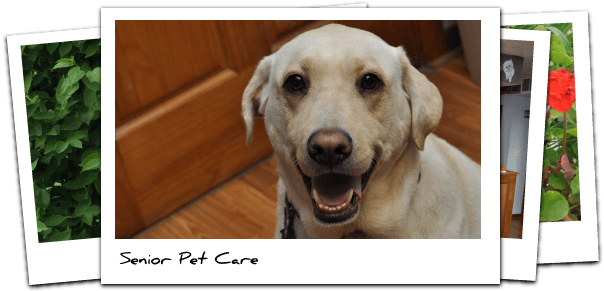 Senior Dog Cat Veterinary Care - Cat (623x290), Png Download