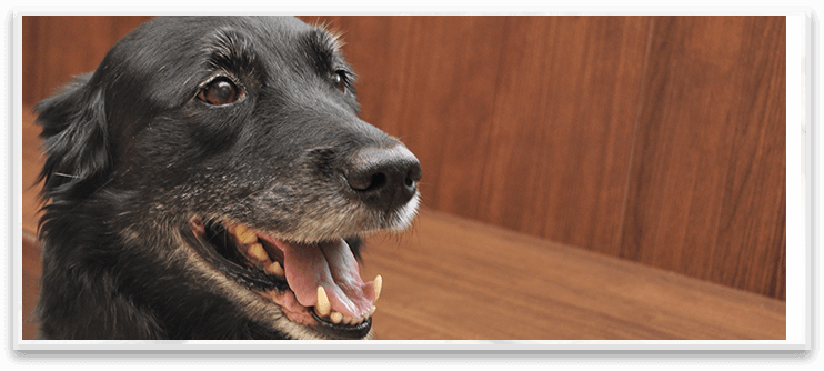 Veterinarian In Northbrook Il - North Shore Family Pet Hospital (742x334), Png Download