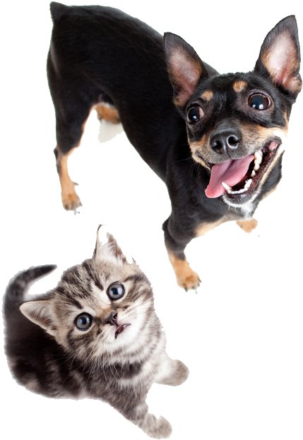 Premiere Animal Care - Dog Cat Stethoscope (618x800), Png Download