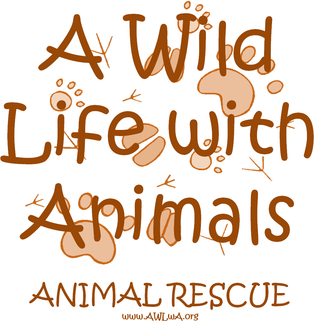 Jungle Animal Name Tags (1114x1114), Png Download