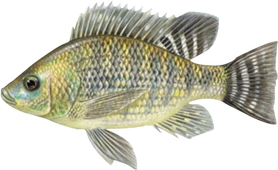 Download Peixe Tilapia Png - Oreochromis Niloticus - HD Transparent PNG