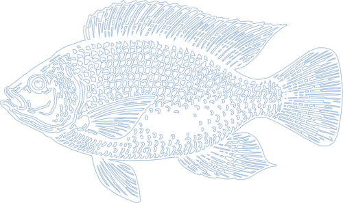 Healthier Life & Easier Business For You - Trout (500x297), Png Download