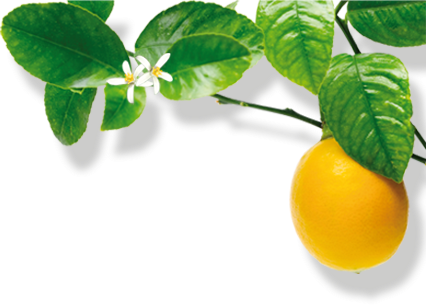 Lemons Trees - Bitter Orange (426x306), Png Download