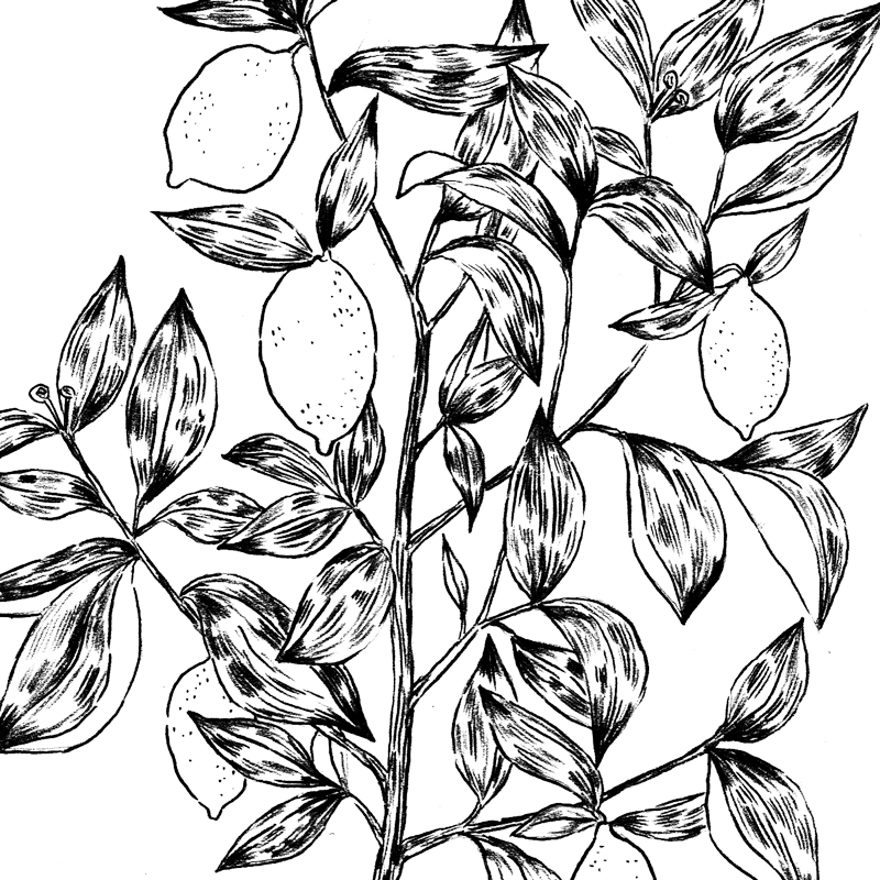 Lemontree - Portable Network Graphics (800x800), Png Download