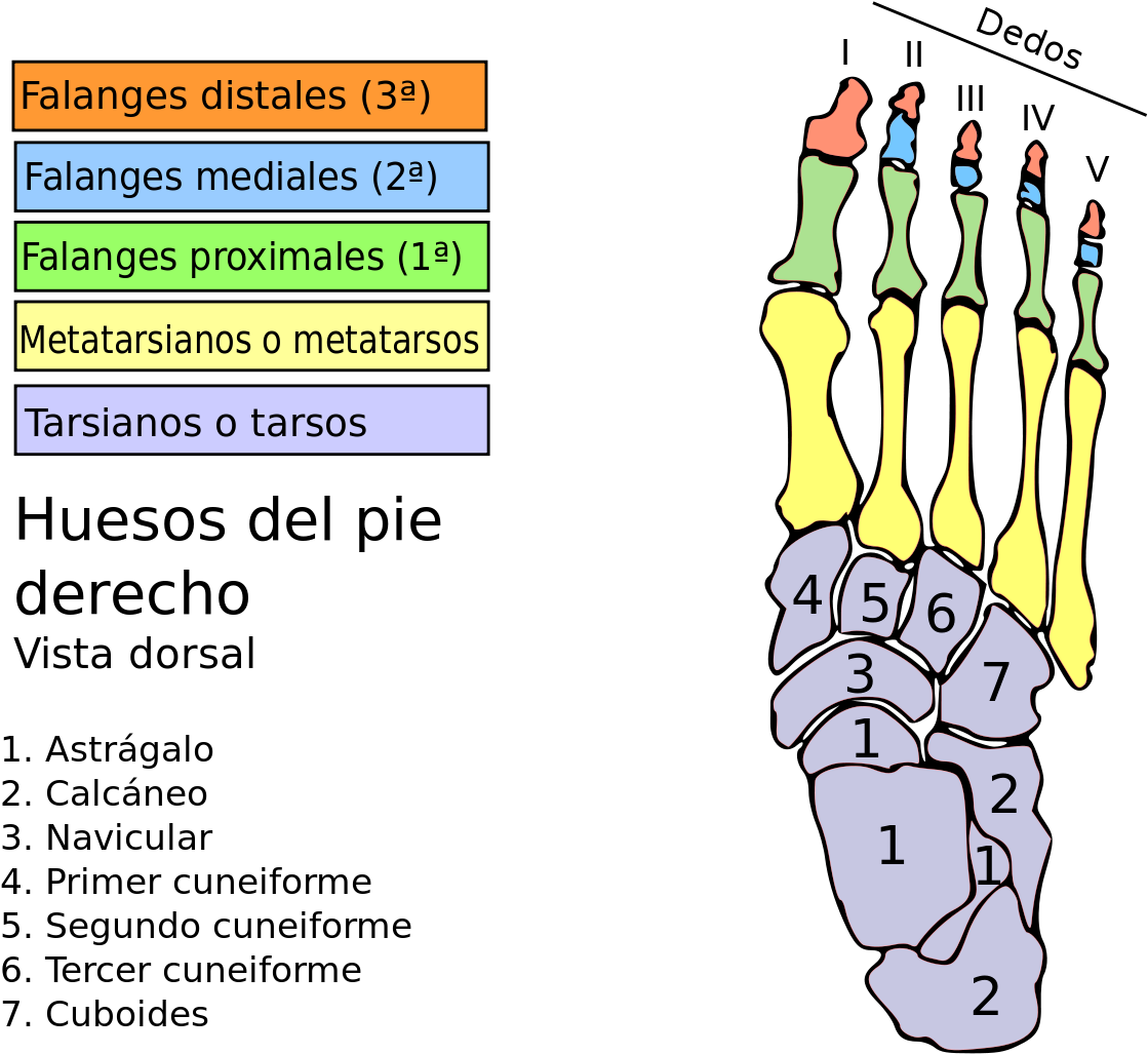Foot (1200x1051), Png Download