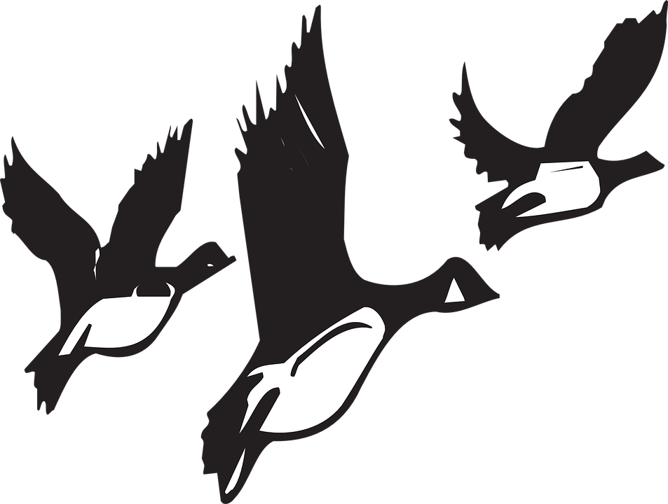 Migration Clipart Bird Fly - Birds Migrating Black And White (953x720), Png Download