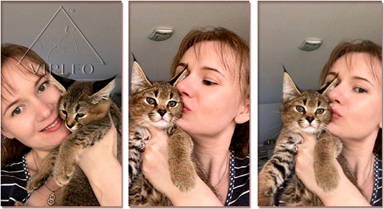 Selling Kitten, Caracal, Buy Caracal, Buy Caracat, - Domestic Short-haired Cat (580x320), Png Download