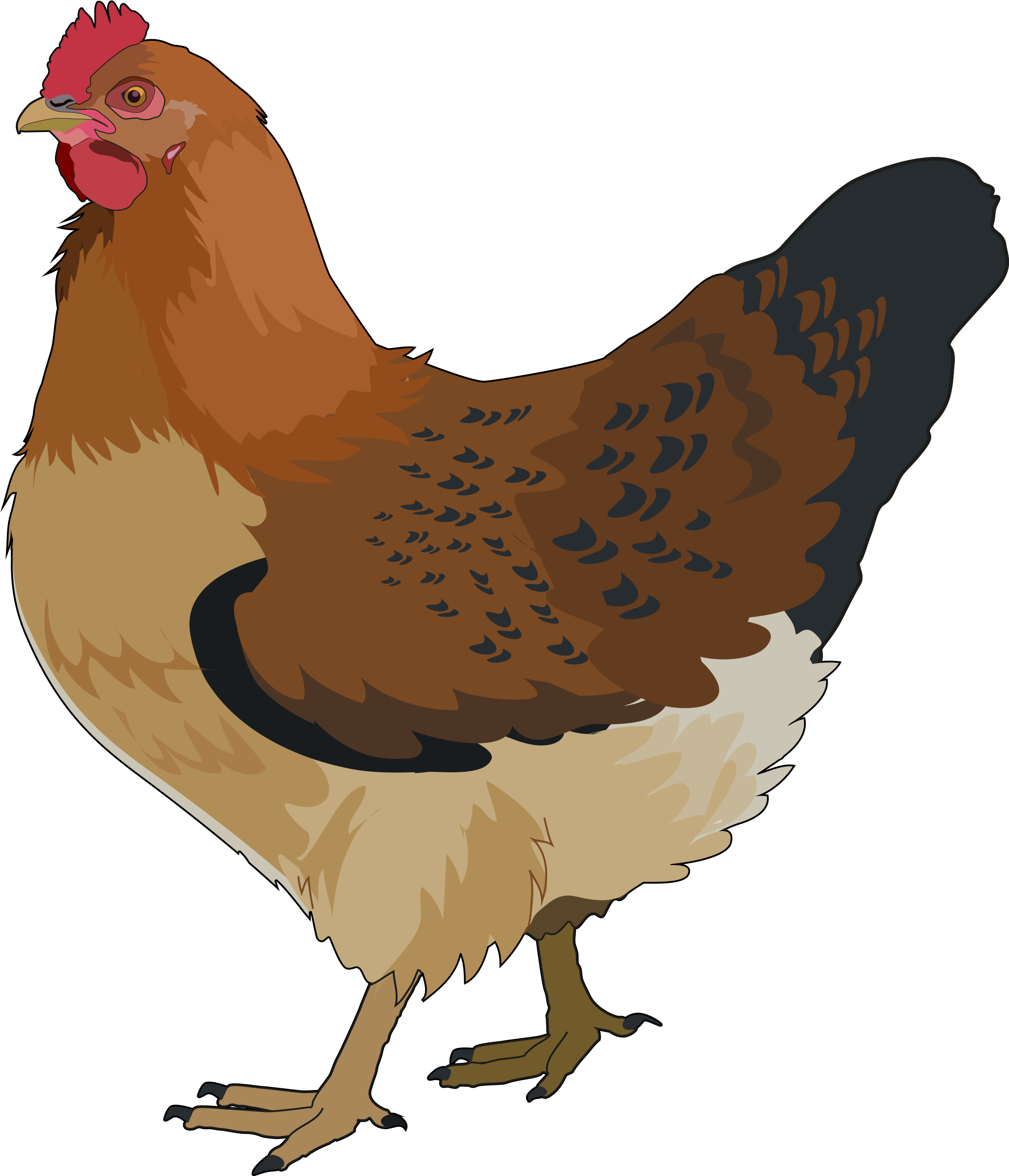 Gallina (2480x3508), Png Download