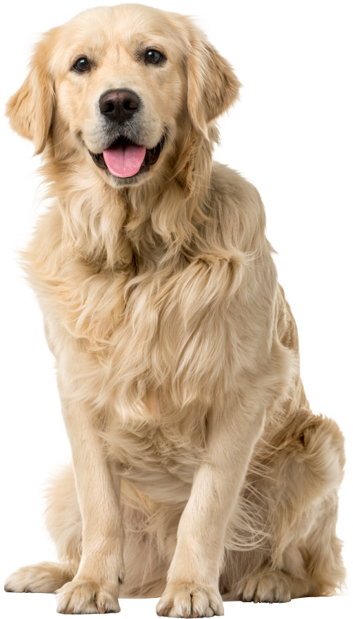 Golden Dog - Vet Approved Pet Nail Clipper & Trimmer (550x918), Png Download