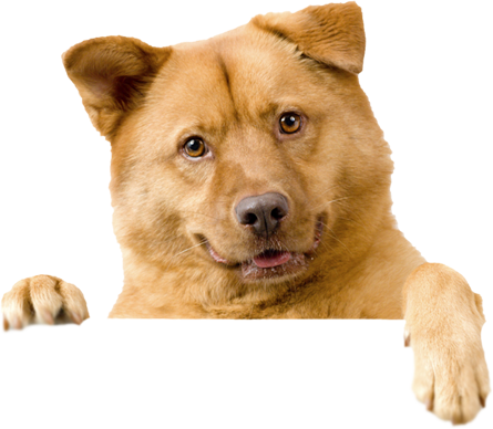 Image - Domestic Cats And Dogs (445x388), Png Download