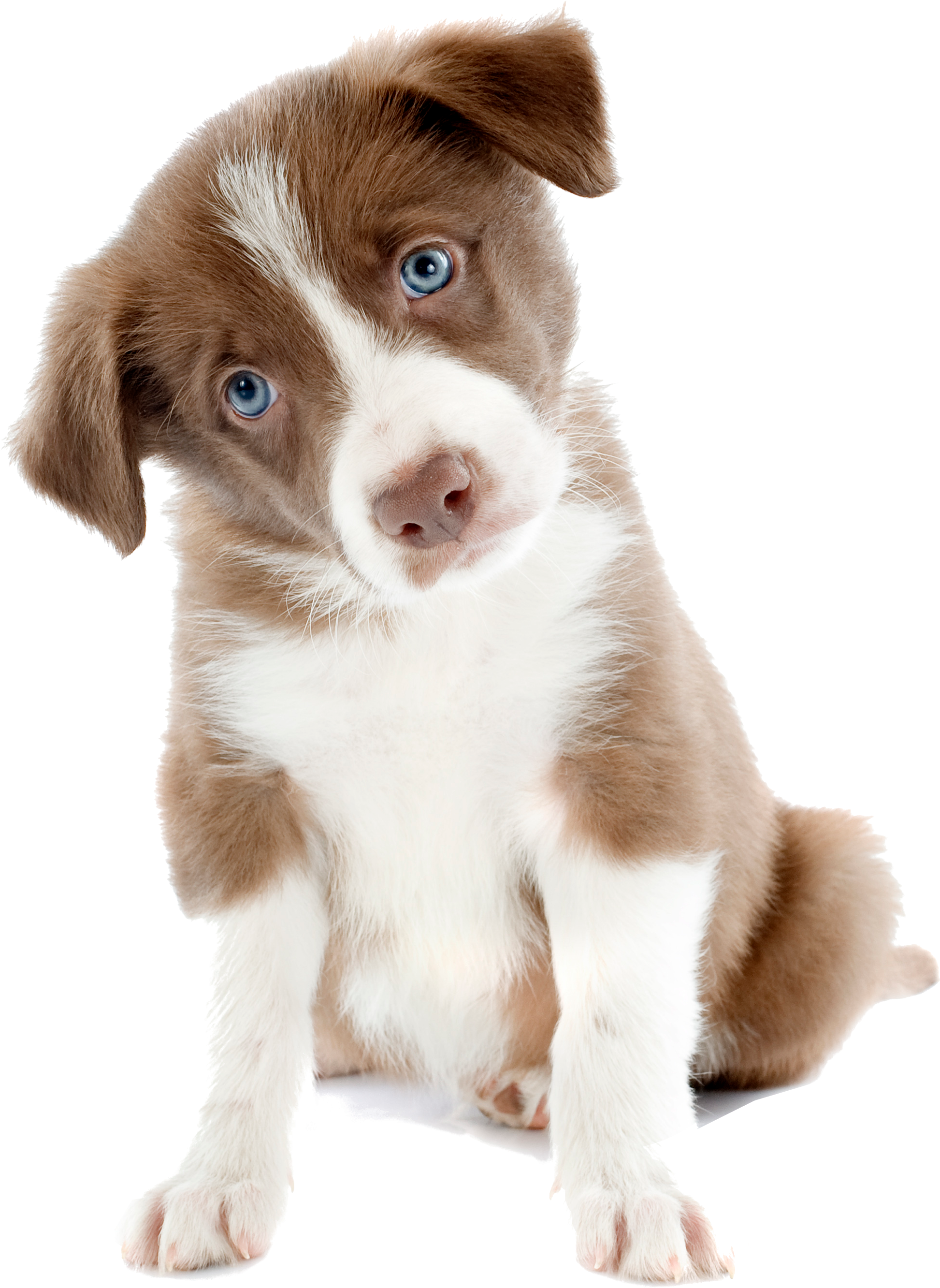 Are Experiments On Dogs Reliable For Medical Research - Cute Dog (3000x3000), Png Download