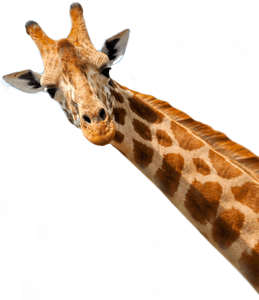 At Full Speed To The Place Of Delivery - Die Besten Folgen Der 9.staffel Dvd (911x1053), Png Download