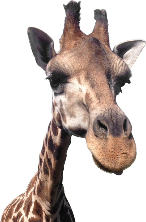 Giraffe-head - Giraffe (473x719), Png Download