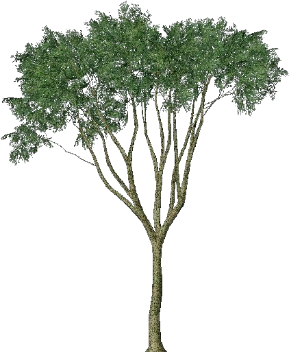 3d Trees - Country Elm - Arbres Mediterraneens Png (750x527), Png Download