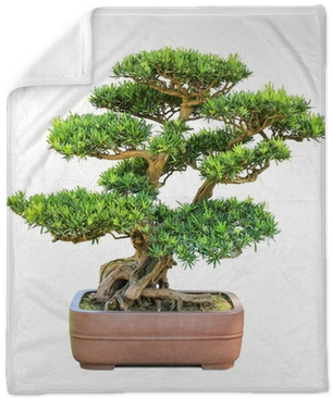 Elm (400x400), Png Download