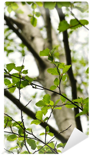 Elm (400x400), Png Download