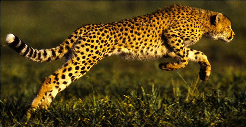 Cheetah Cougar/mountain Lion Jaguar - Jaguar Animal (989x742), Png Download