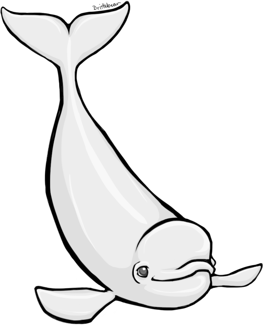 Beluga Whale By Brittlebear On Clipart Library - Beluga Clipart (900x1076), Png Download