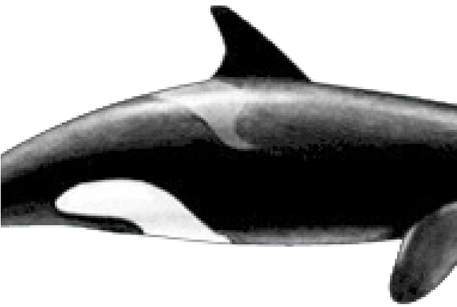 Shark (640x480), Png Download
