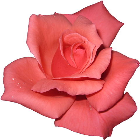 White Rose Transparent Background - Pink Rose With Transparent Background (500x508), Png Download