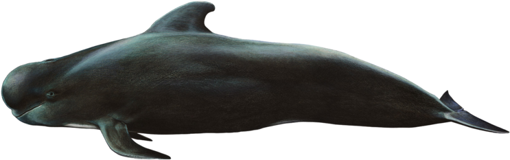 Whale Sticker - Short-finned Pilot Whale (800x324), Png Download