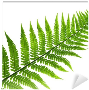 Types Of Plants Kingdom (400x400), Png Download