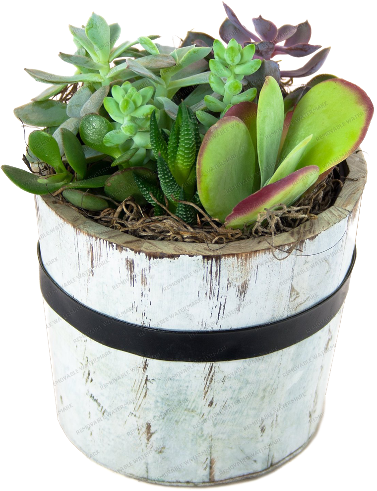 Stately Succulent Garden Round Wooden Pot (1000x1000), Png Download