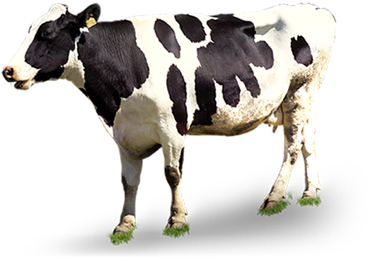 Cattle Png (783x470), Png Download