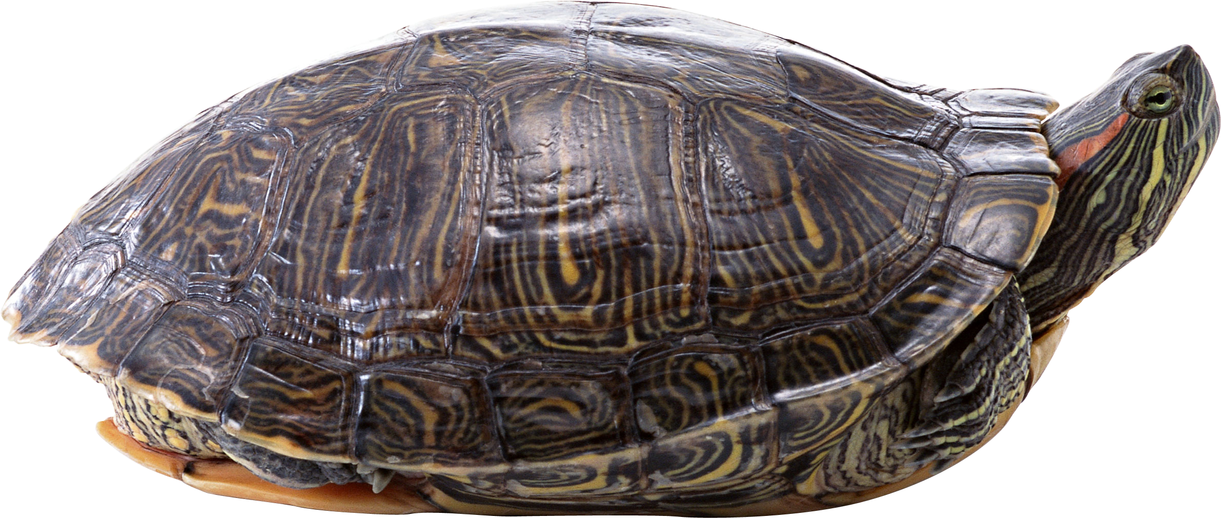 Download - Transparent Background Turtle Png (2382x1010), Png Download