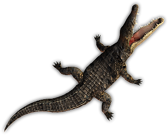 44 Croc Swim 2 - Dundjinni Crocodile (400x341), Png Download