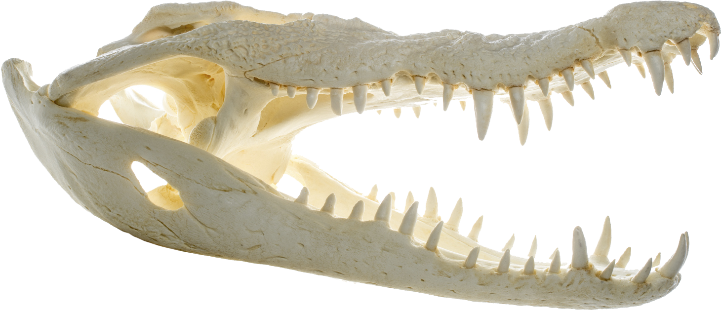 File - Crocodylus Niloticus - Skull - Muse - Nile Crocodile (1642x946), Png Download