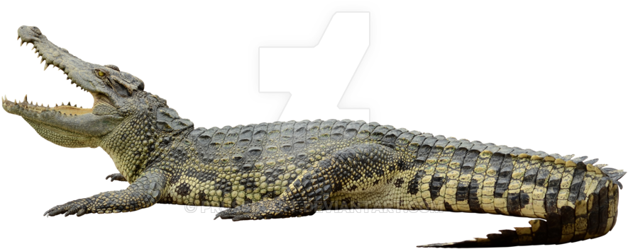 Crocodile On A By - Clipping Path (900x600), Png Download