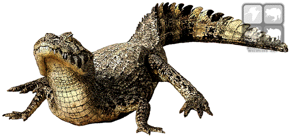 Wildlife Art - Caiman Yacare Png (590x285), Png Download