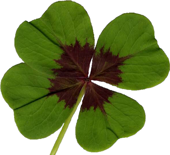Clover - Darkoviny Vypěstuj Si Čtyřlístek (640x599), Png Download