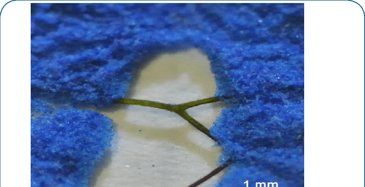 Self-cleaning Efficiency Of The Cicada Wing Membrane - Cicadoidea (726x373), Png Download