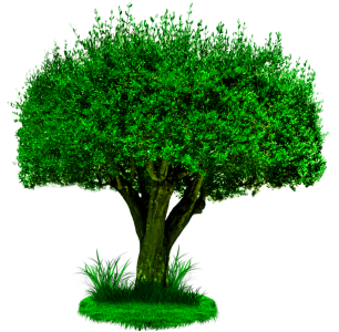 Tree Png - Château De Saumur (457x359), Png Download