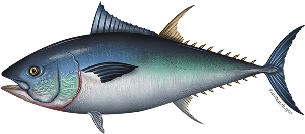 Pacific Bluefin Tuna - Tuna Hunter Fishing Charters (640x427), Png Download