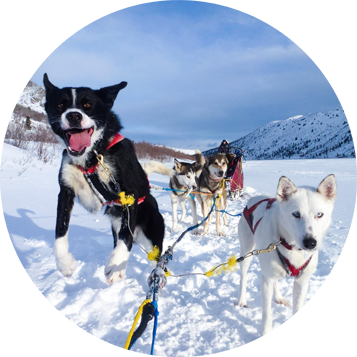 Full Day Dog Sled Tours - Yukon Dog Sledding (357x357), Png Download