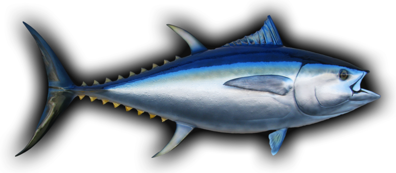Bigeye Tuna Fish Mount - Bigeye Tuna (800x350), Png Download