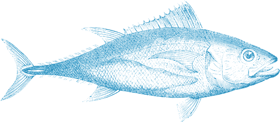 Billfish (560x300), Png Download