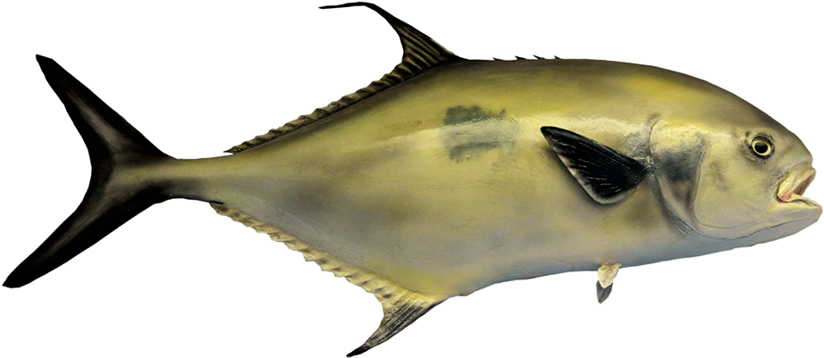 Black Tail Permit Fish - Sportfisch Der Tropischen Atlantischen Postkarte (1063x594), Png Download