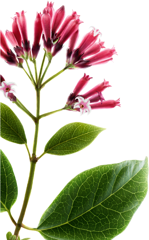 Quinine Botanique Gauche - Quinina Png (720x933), Png Download