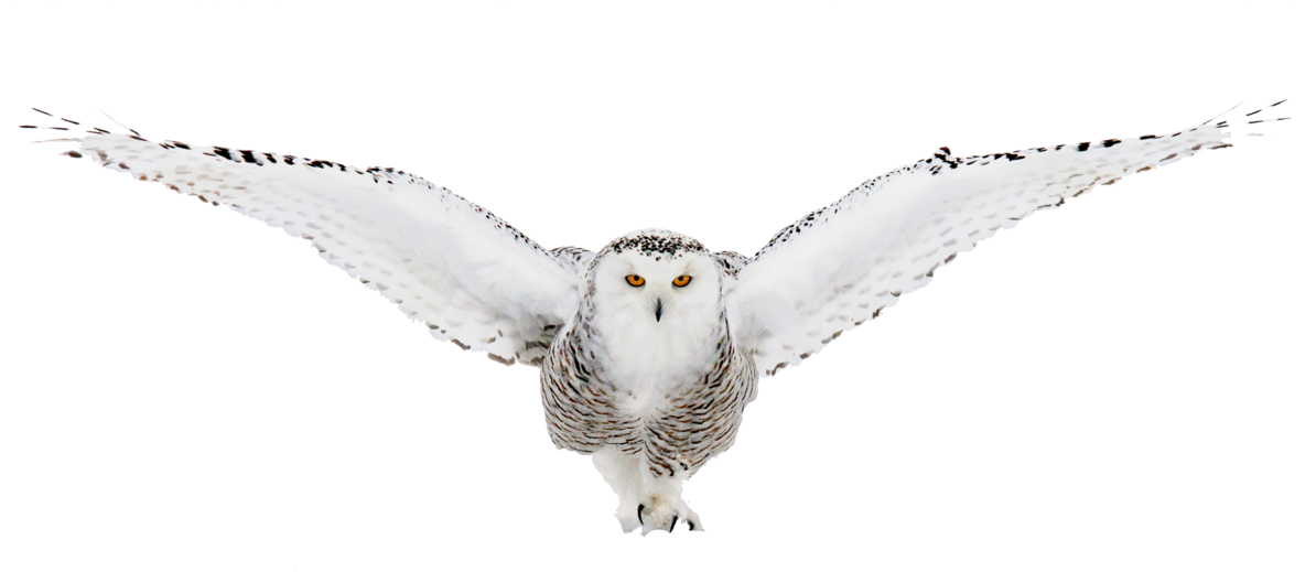 Go To Image - Snowy Owl (1193x670), Png Download