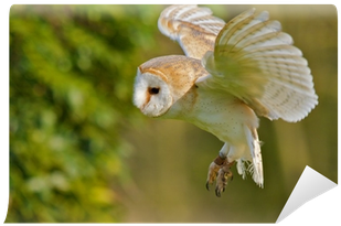 Barn Owl (400x400), Png Download